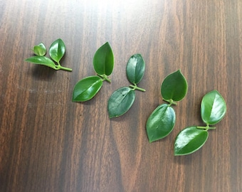 Aeschynanthus Lipstick Mona Lisa Cuttings (5)