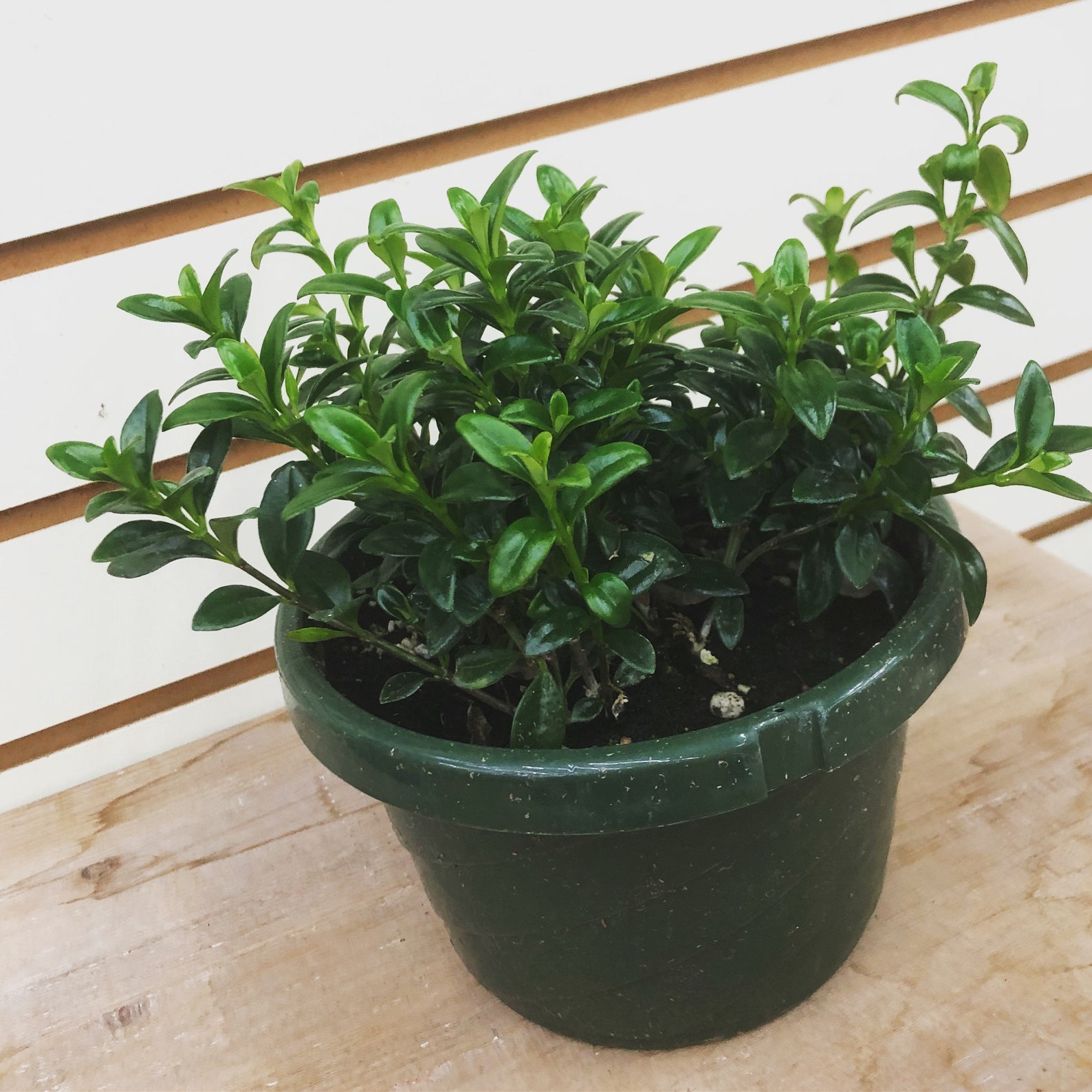 Columnea Goldfish Christmas Holly 6 Plant Etsy