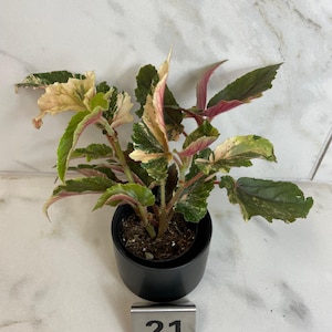 Begonia Ginny Galaxy - Pick Your Plant, 2&quot; Plant