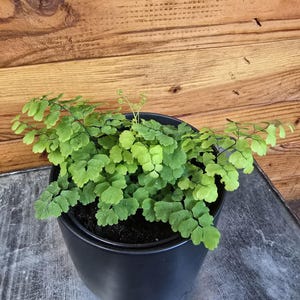 Maidenhair 'Fritz Luthi' Fern, 4" Plant