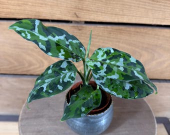 Aglaonema Pictum Tricolor, 2" Plant