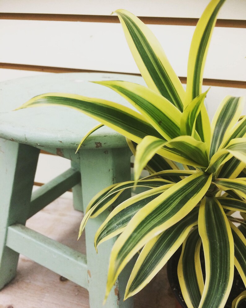 Dracaena Song of India 6 Plant Etsy