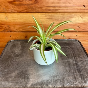 Chlorophytum Variegated Spider, 2&quot; Plant