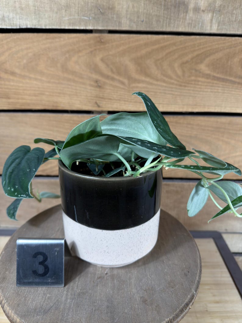 The Plant Farm Scindapsus