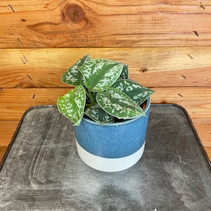 Pothos Picta, 4" Plant