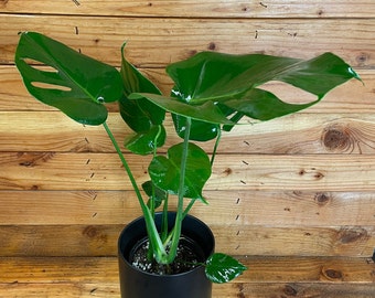 Monstera Deliciosa Split Leaf, 6" Plant