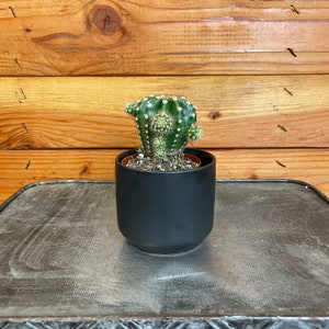 Echinopsis Oxygona, 2" cactus