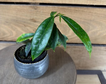 Hoya Mappigera, 2" Plant