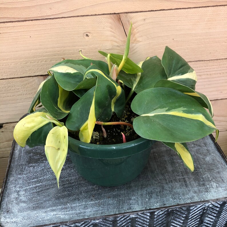 Philodendron Cordatum Brasil 6 Plant image 3