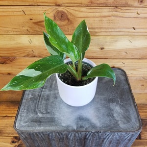 May include: A white ceramic pot with a green and white variegated plant with large leaves. The pot is sitting on a gray textured surface.