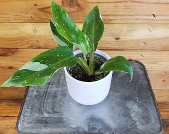 May include: A white ceramic pot with a green and white variegated plant with large leaves. The pot is sitting on a gray textured surface.