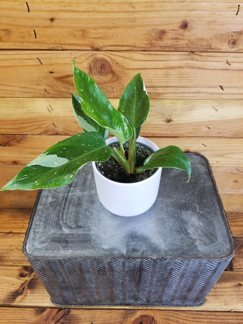 May include: A white ceramic pot with a green and white variegated plant with large leaves. The pot is sitting on a gray textured surface.