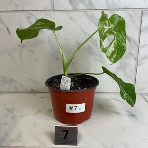 May include: A potted Monstera plant with green and white variegated leaves. The plant is in a brown plastic pot with the label "#7 E". A metal tag with the number "7" is in front of the pot.