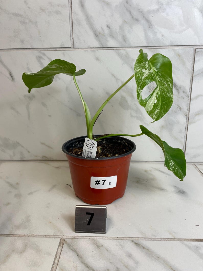May include: A potted Monstera plant with green and white variegated leaves. The plant is in a brown plastic pot with the label "#7 E". A metal tag with the number "7" is in front of the pot.