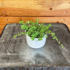 Pilea Tiny Tears, 2&quot; Plant