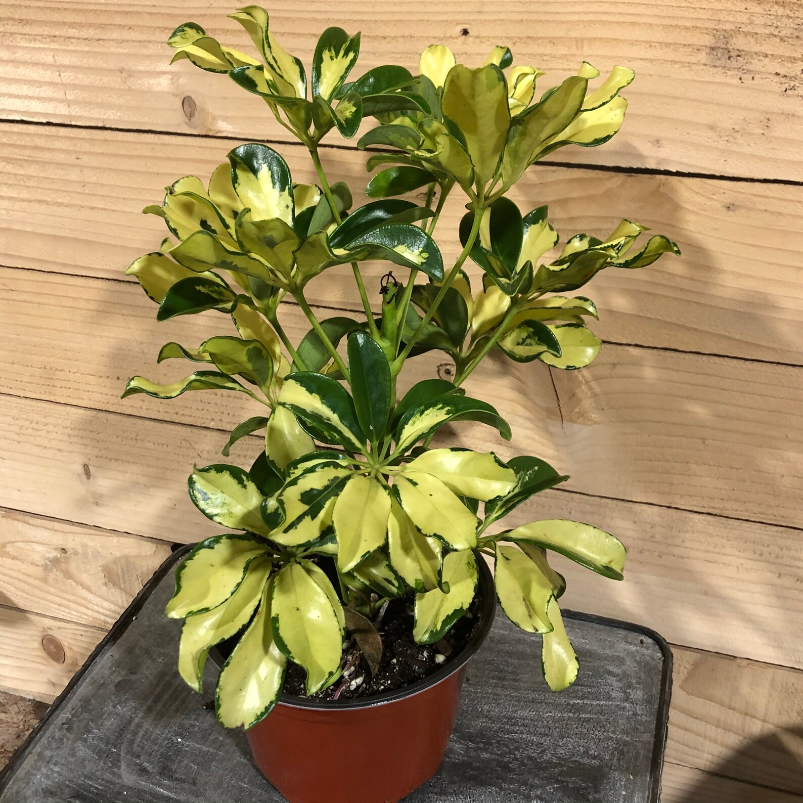 Schefflera 6 Plant Etsy