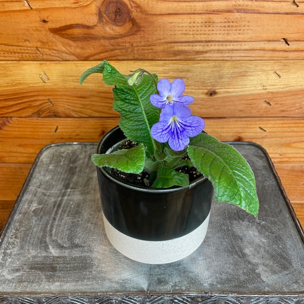 Streptocarpus Blue Ice, 4" Plant