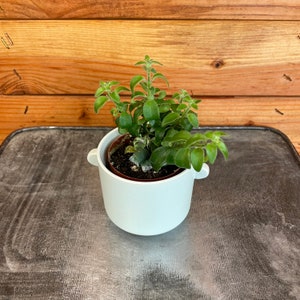 Aeschynanthus Lipstick Curly, 2&quot; Plant