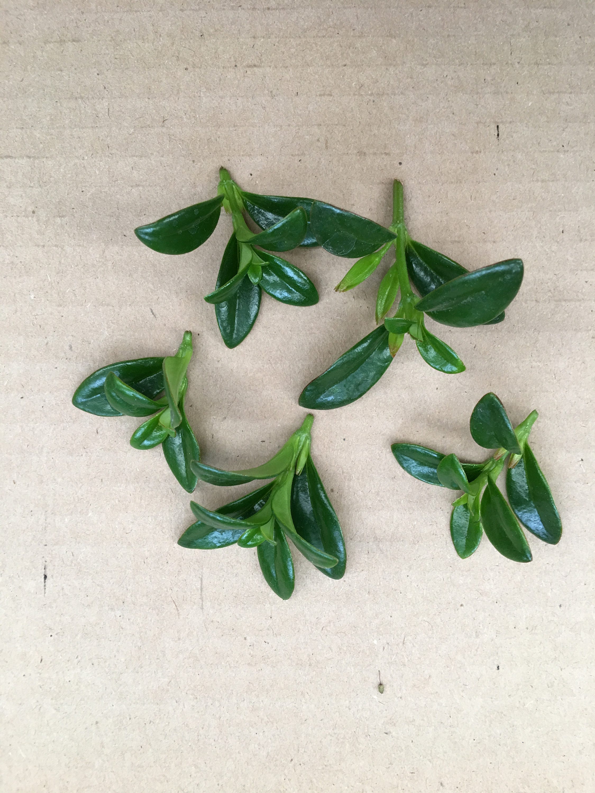 Goldfish Christmas Holly Cuttings 5 Etsy