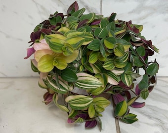 Planta Tradescantia Baby Bunny Bellies variegada de 15 cm