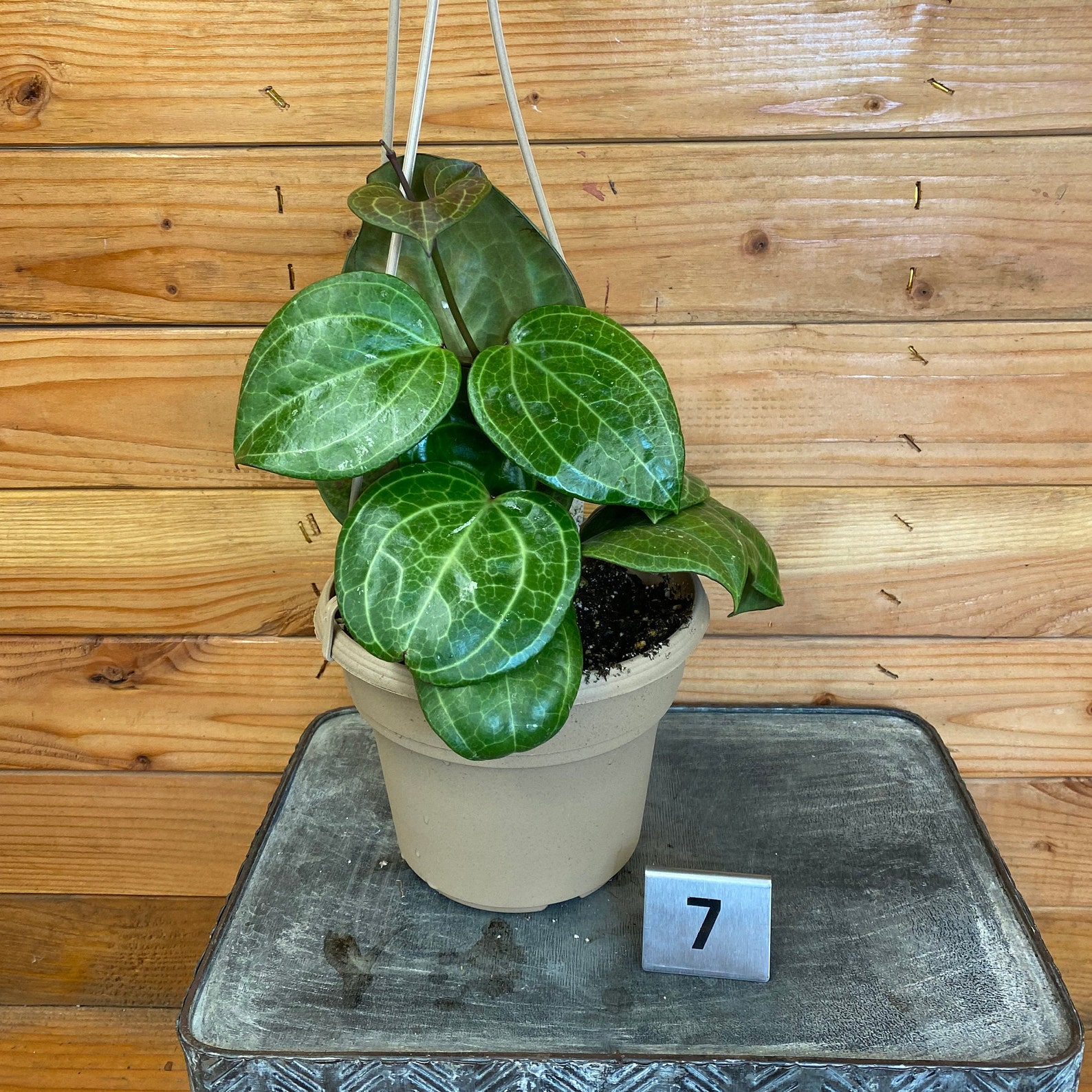 Hoya Sarawak Pink 6 Plant Etsy