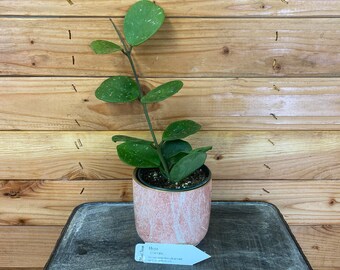 Hoya Obovata, 4" Plant