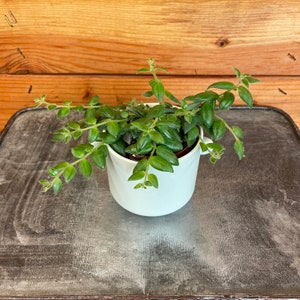 Aeschynanthus Lipstick Gracilis, 2&quot; Plant
