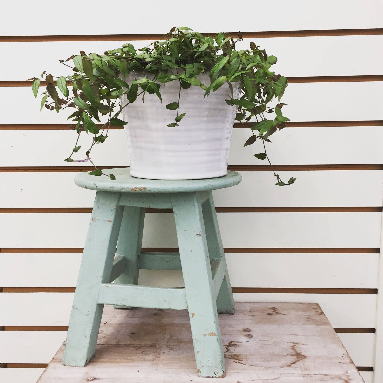 Tahitian Bridal Veil Hanging Plant 6 Etsy