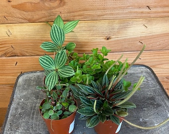 Peperomia Assorted Gift Box, Box of 4, 2" Plants