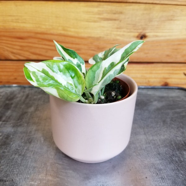 Pothos N'joy, 2" Plant