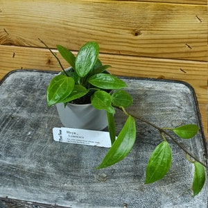 Hoya Limoniaca, 2" Plant