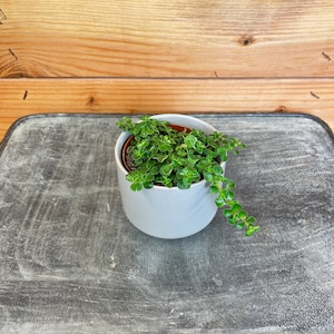 Pilea Baby Tears Green, 2&quot; Plant