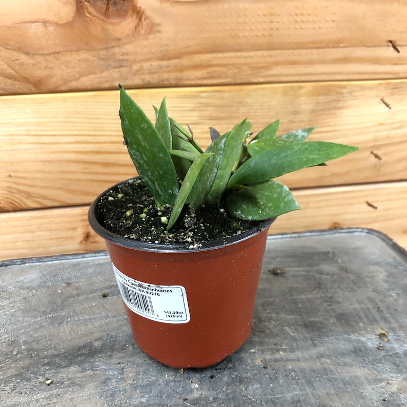 The Plant Farm Hoya Gracilis - Thumbnail 3