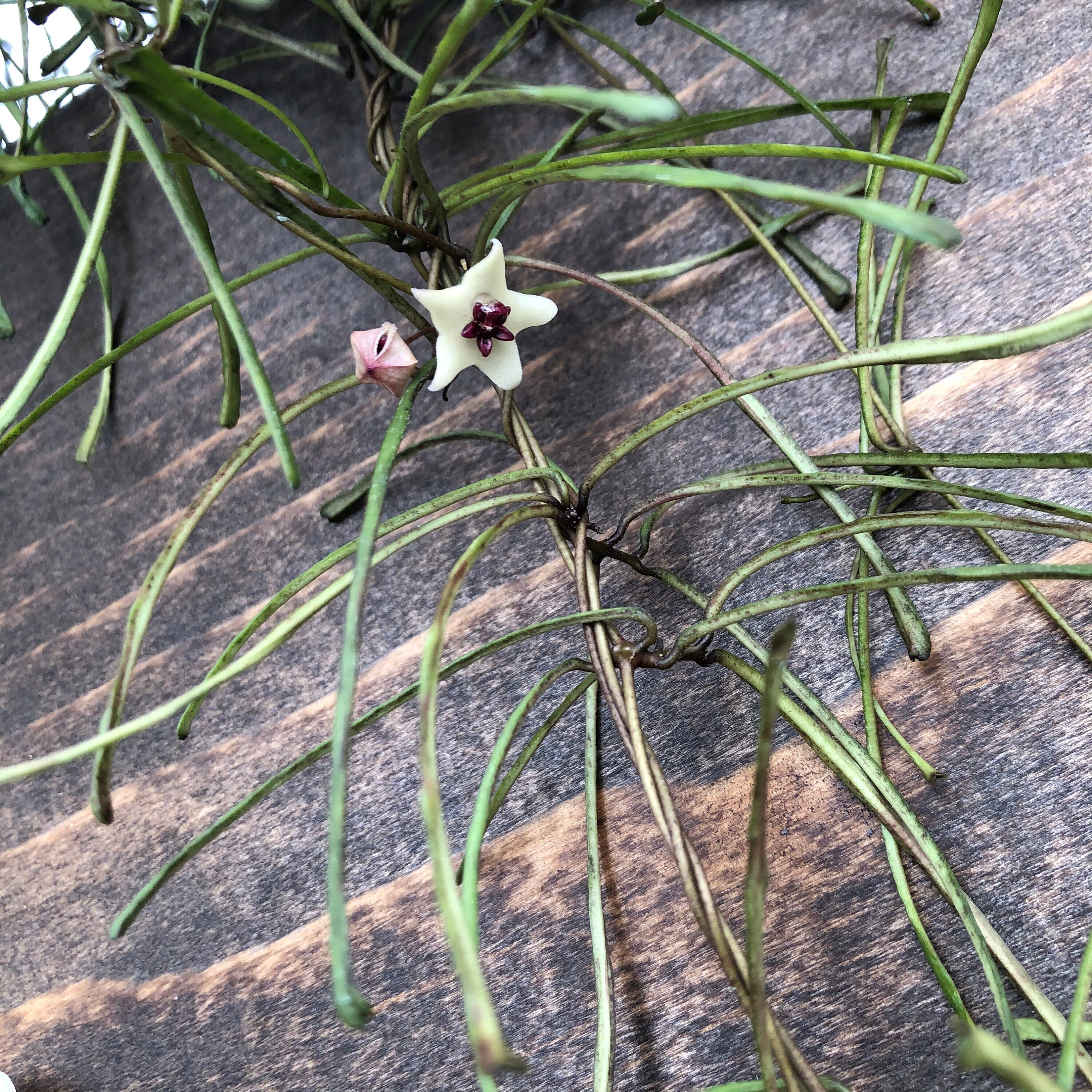 Hoya Retusa, Starter Plug