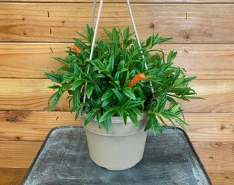 22+ Propagating Goldfish Plant