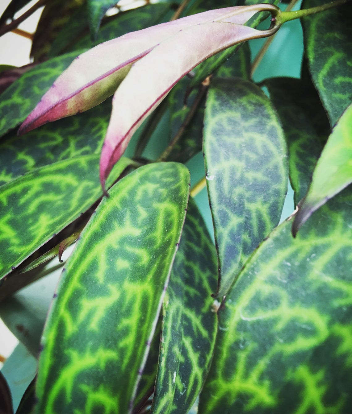 Lipstick 'black Pagoda' Cuttings 5 Etsy