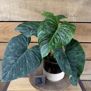 May include: A Philodendron Plowmanii plant with large, heart-shaped, dark green leaves featuring prominent silver-green veining. The plant is potted in a two-toned black and cream ceramic container, positioned next to a small square sign with the number 3.