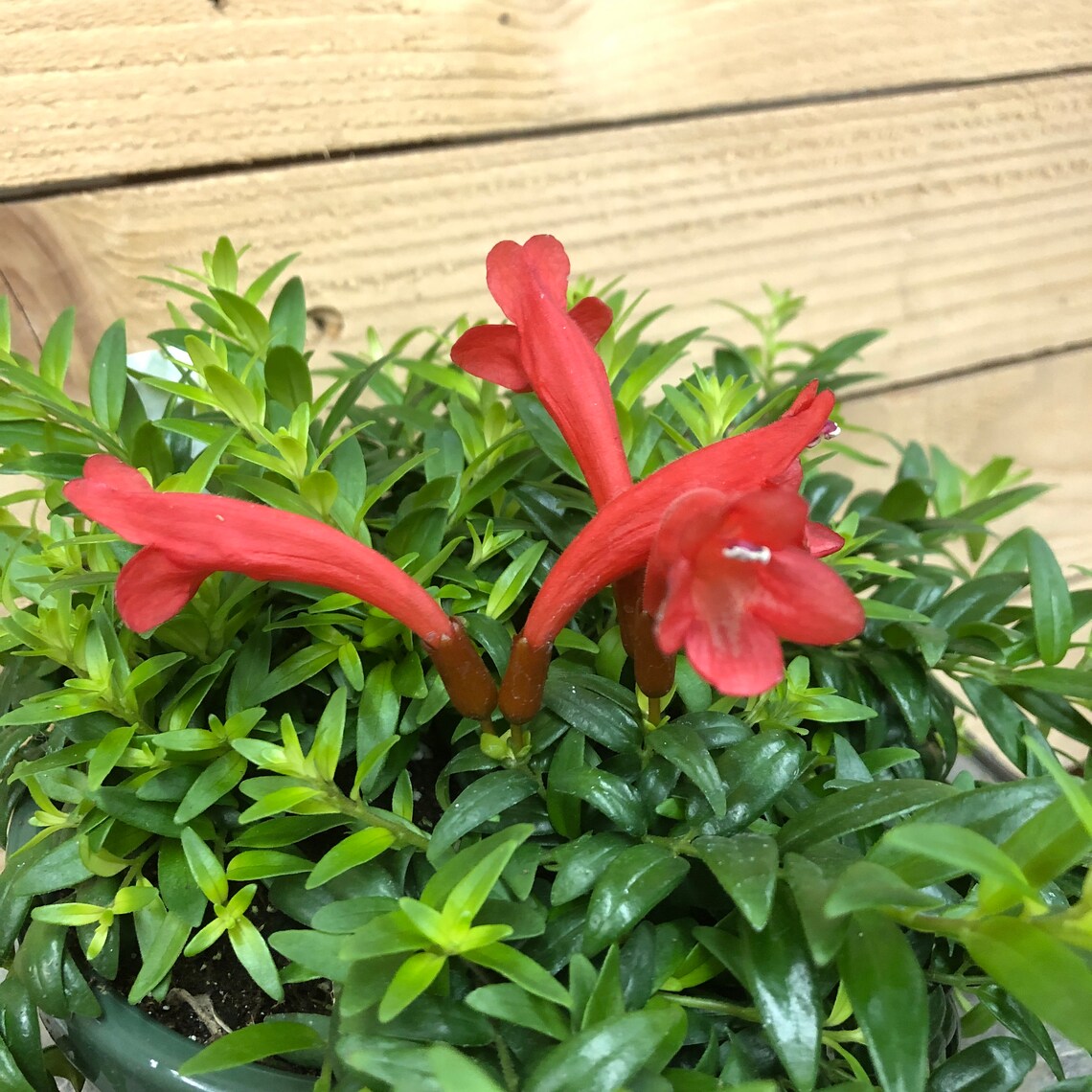 Aeschynanthus Lipstick Japhrolepis 6 Plant Etsy