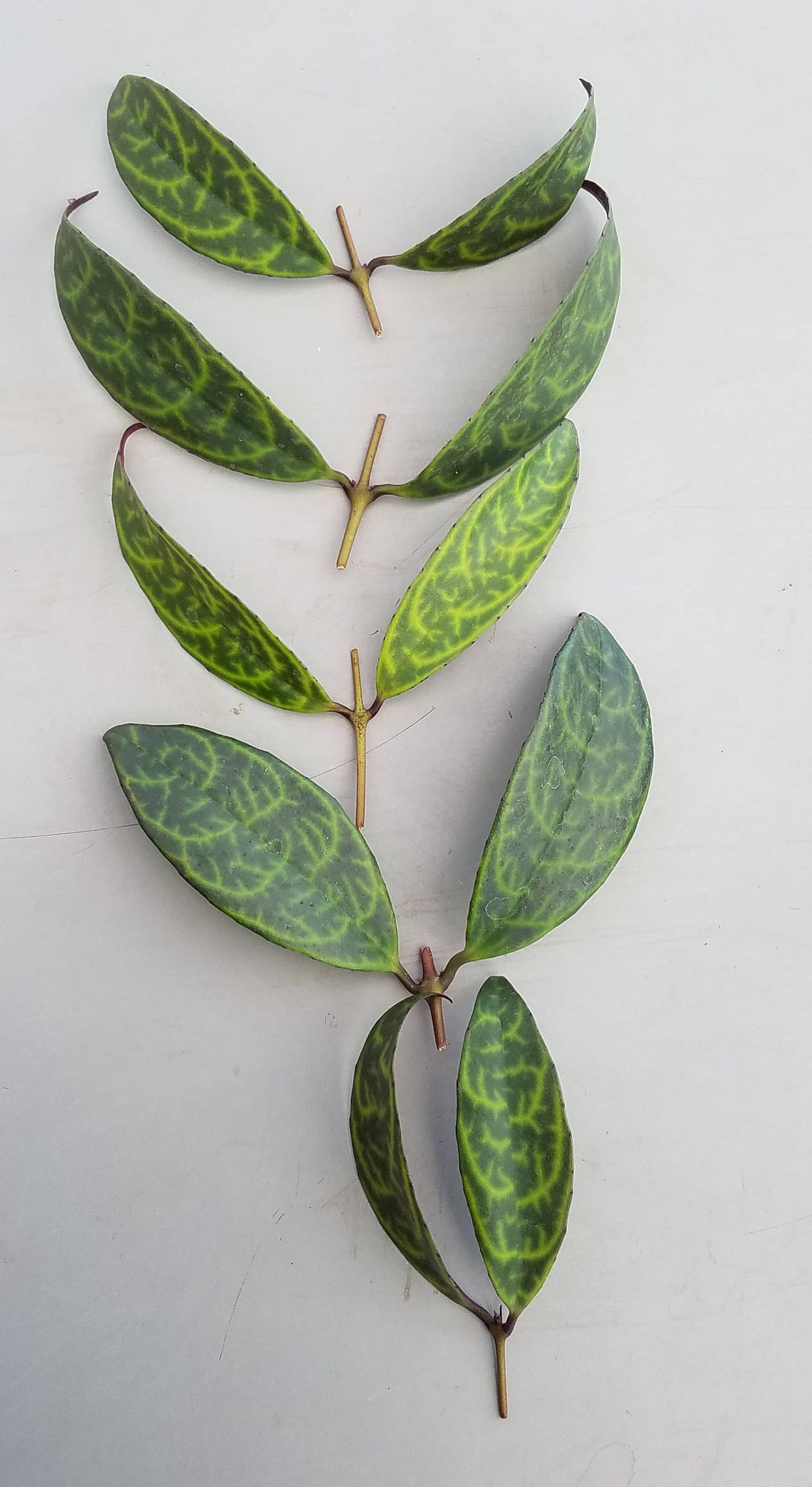 Lipstick 'black Pagoda' Cuttings 5 Etsy