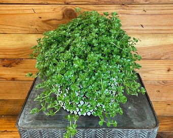 Pilea Green Baby Tears, 6" Plant