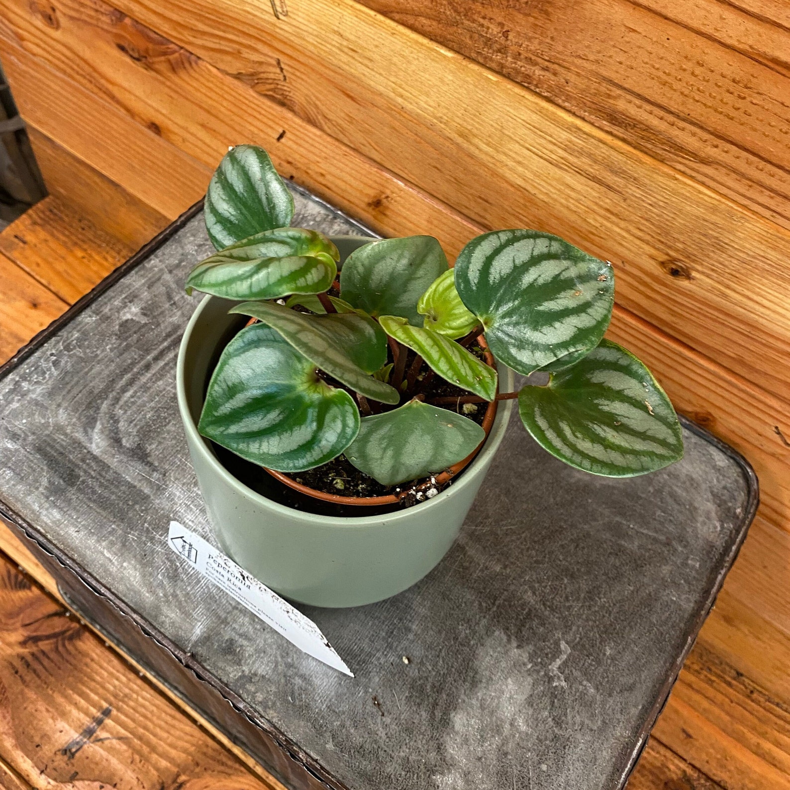 Peperomia Costa Rica 4 Plant - Etsy