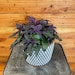 see more listings in the 6" Plants section