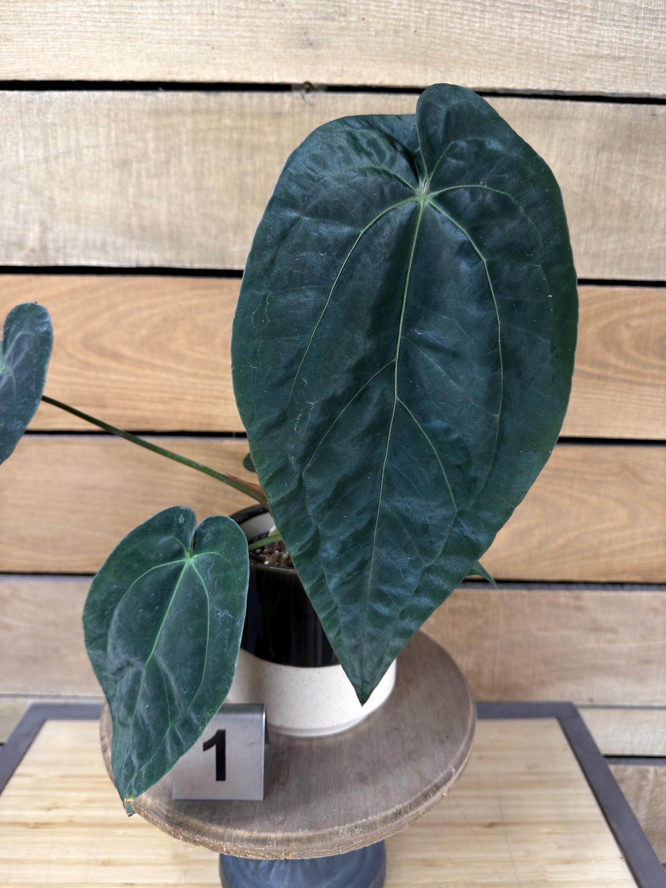 Anthurium Michelle X Michelle - Etsy