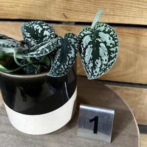 Scindapsus Tricolor - Pick Your Plant, 4&quot; Plant