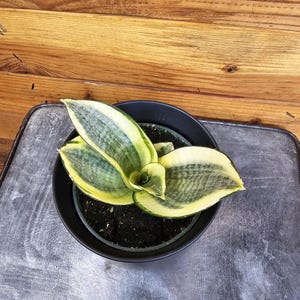Sansevieria Golden Hahnii 4&quot; Plant