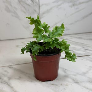 May include: A small, potted fern with vibrant green, textured leaves. The plant is in a brown plastic pot, set against a white and gray marble-patterned background. The fern's leaves have a unique, ruffled edge.