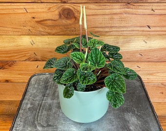 Peperomia Emerald Ripple, 4" Plant