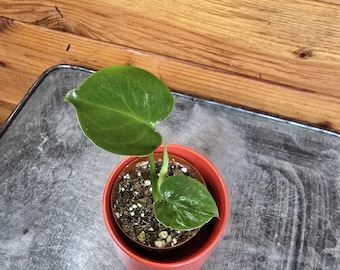 Monstera Deliciosa Split Leaf, 2" Plant