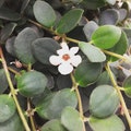 Codonanthe devosiana Paula, Cuttings x5