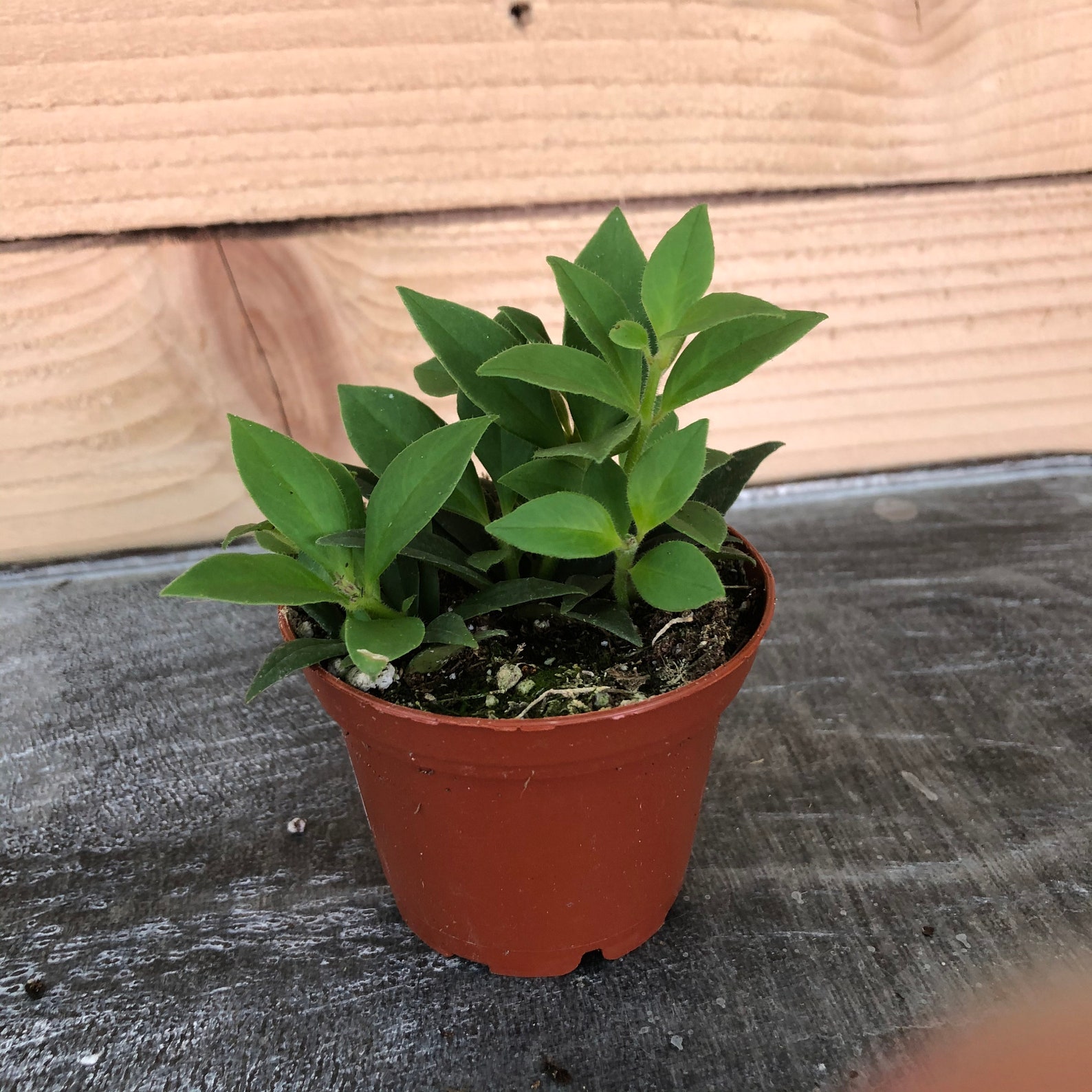 Aeschynanthus Lipstick Purple Star 2 Plant Etsy